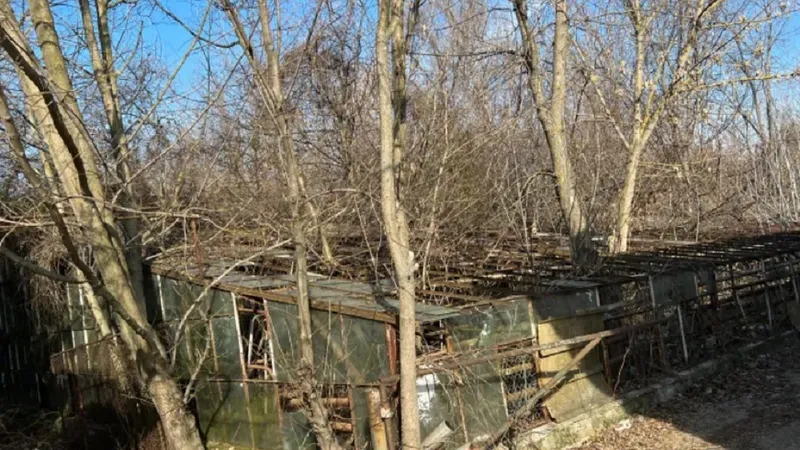 Serele Pomicola Băneasa, ruinse râvnite de mogulii imobiliari. Sursă foto: Newsweek România