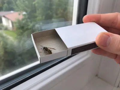 Insectă în cutie de chibrituri Foto: Freepik (imagine cu tol ilustrativ)
