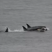 FOTO: Ken Balcomb/Center for Whale Research