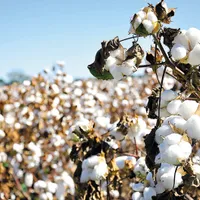 Peste jumătate de milion de uiguri au fost înrolați cu forța într-un program de culegere a bumbacului/FOTO: zf.ro