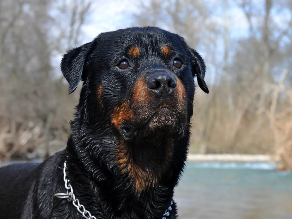 Câine - Foto: Freepik