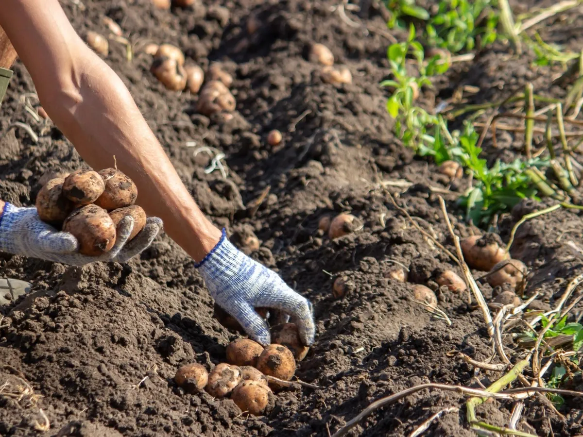 Cartofi - Foto: Freepik (Imagine cu rol ilustrativ)