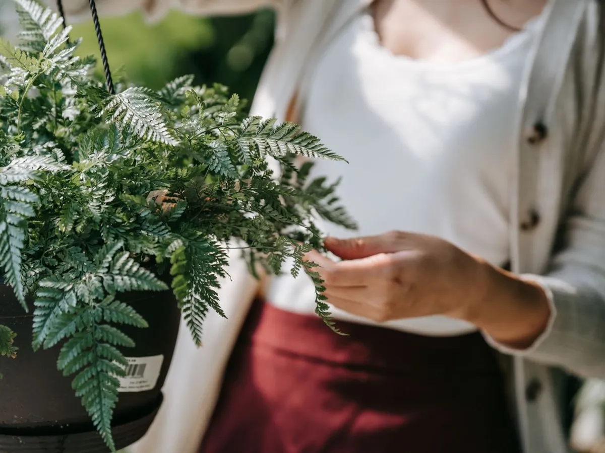 O femeie atinge ușor o ferigă într-un ghiveci - Foto: Pexels (Imagine cu rol ilustrativ)