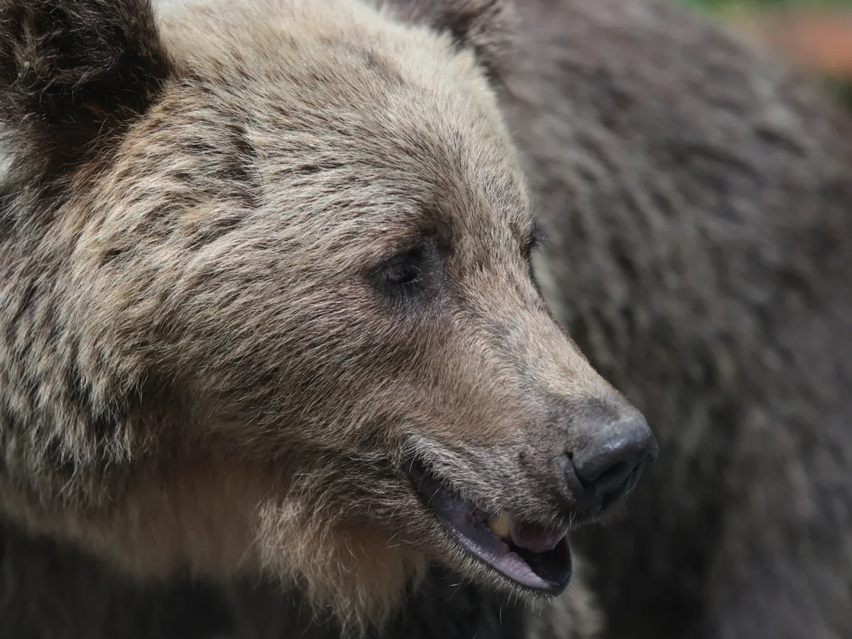 Bistriţa-Năsăud: Urmărit de urs, a putut să scape numai după ce şi-a abandonat motocicleta