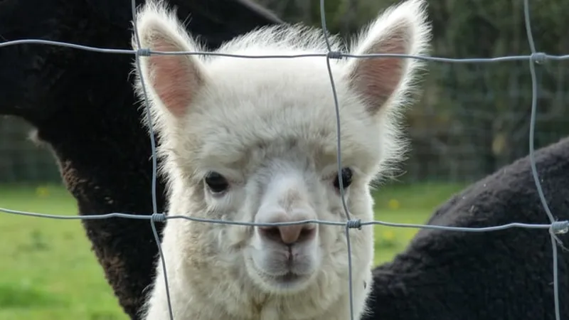 Activişti pentru drepturile animalelor din Londra vor protesta pentru a salva de la moarte o alpaca/FOTO: Unsplash