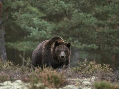 Urs - Foto: Profimedia images