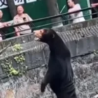 Ursul de la o Zoo din China, care seamănă cu un om. Oficialii susțin că nu e fake - Foto: captură video