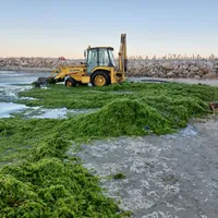 Vacanță pe Litoral: Plajele îngropate de alge, apa mării „supă de alge”. Pute! Ce spun Apele Române - Foto: Facebook/Apele Romane Dobrogea-Litoral