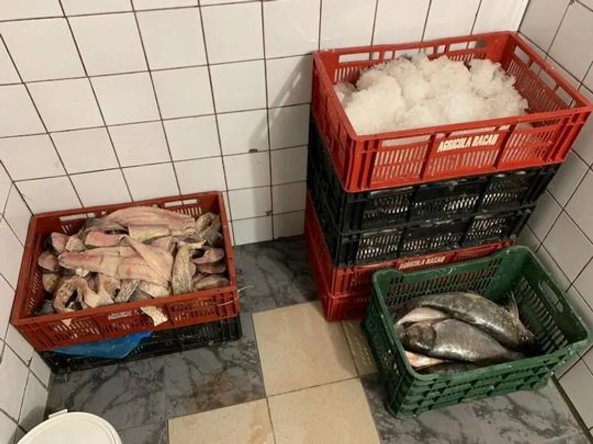Percheziții IGPR