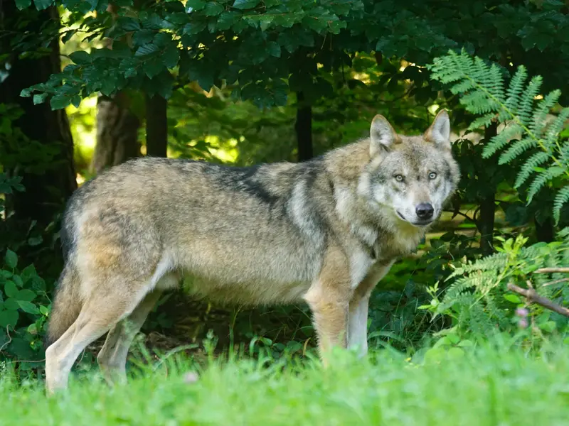 Lupii terorizează un oraș din România. Oamenii i-au văzut cum umblă pe străzi și omoară animale Foto: Pexels (fotografie cu caracter ilustrativ)