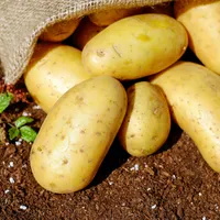 Anumite tipuri de cartofi pot dăuna sănătății. La ce trebuie să fim atenți atunci când îi consumăm Foto: Pexels (fotografie cu caracter ilustrativ)