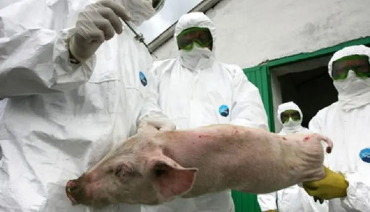 Nouă focare de pestă porcină africană, în judeţul Sibiu. / Foto: oradesibiu.ro