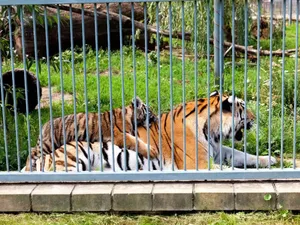 Un bărbat și-a făcut Grădină Zoo în propria curte. Cât era taxa de intrare pentru a vedea tigri? - Foto: Profimedia Images (imagine cu rol ilustrativ)