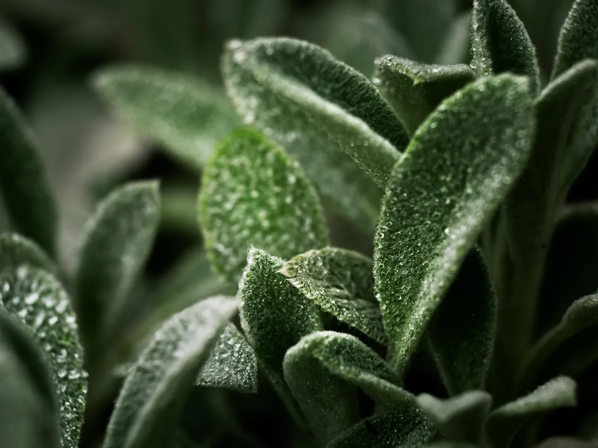 Salvie - Foto: Freepik (Imagine cu rol ilustrativ)