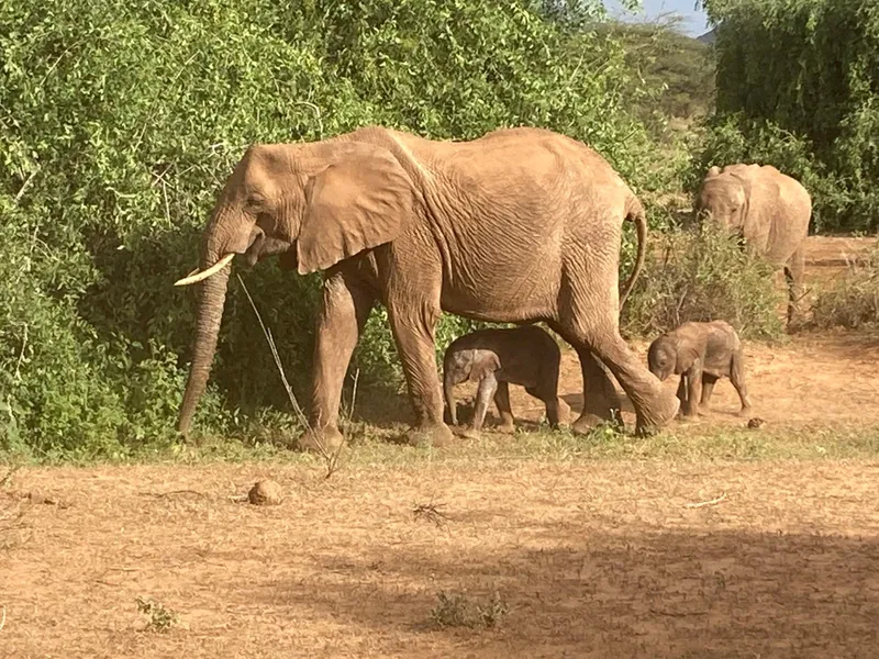 O femelă de elefant african din Kenya a născut gemeni. / Foto: Save the Elephants, Facebook