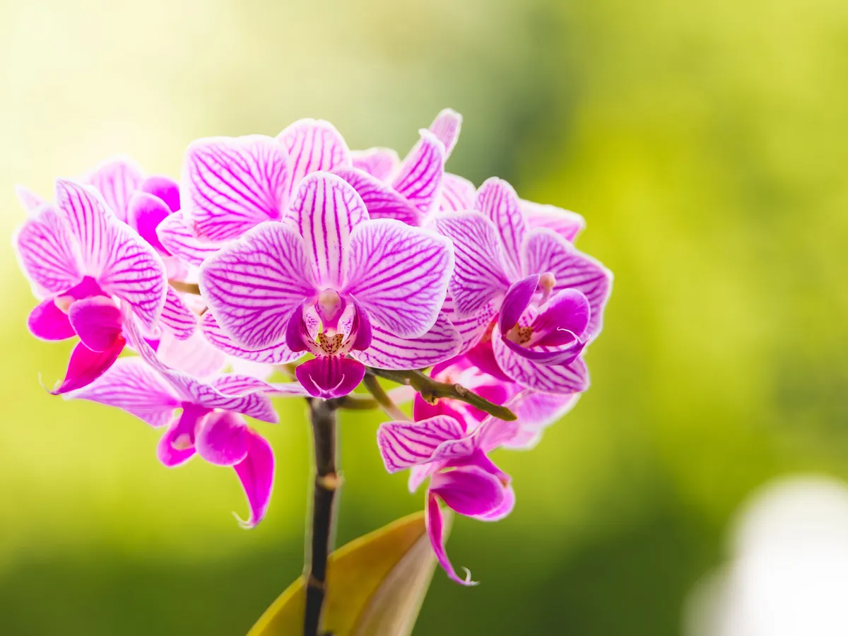 Orhidee Foto: Pexels (imagine cu rol ilustrativ)