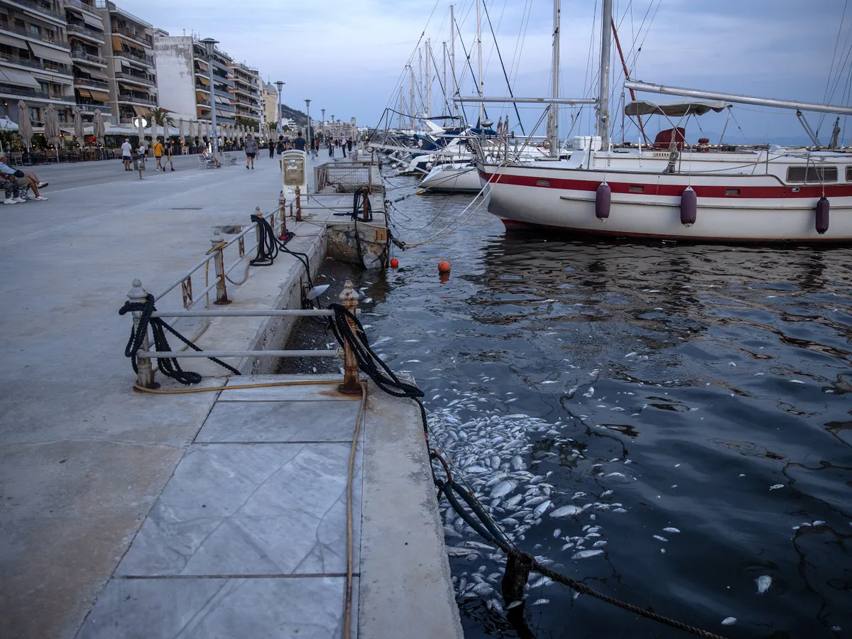 Stare de urgenţă într-o destinație turistică iubită de români. Tone de peşti morţi în portul Volos - Foto: profimedia Images