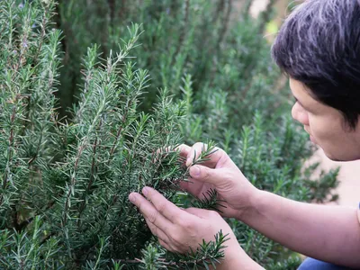 De ce sa combini rozmarinul și sarea într-un borcan? Le folosești in baie, dulapuri și bucătărie - Foto: Freepik (Imagine cu rol ilustrativ)