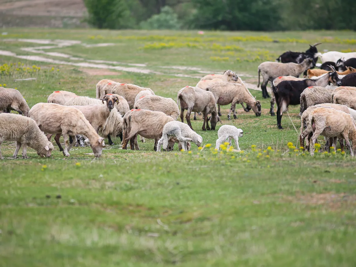 Oi la păscut - Foto: INQUAM PHOTOS / Virgil Simonescu
