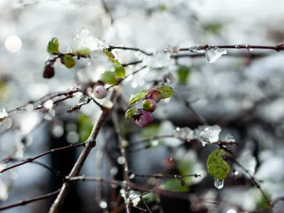 Primăvară Foto: Freepik (imagine cu rol ilustrativ)