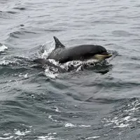 Rusia a dublat numărul delfinilor de luptă din Marea Neagră - Foto: Profimedia Images