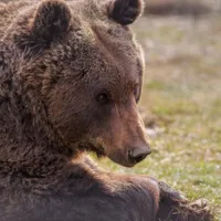Poliția Covasna a deschis un dosar penal în cazul uciderii ursului Arthur într-o arie protejată. / Foto: digi24.ro