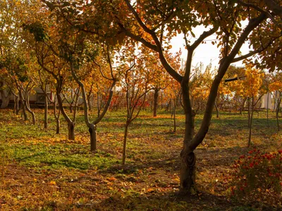 Pomi grădină - Foto: Pexels (Imagine cu rol ilustrativ)