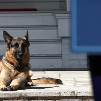 Câinii președintelui a fost trimiși de la Casa Albă la reședința acestuia din Wilmington/FOTO: Getty