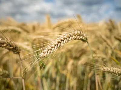 Criza petrolului și agricultura românească: vulnerabilități scoase la suprafață - Foto: Freepik