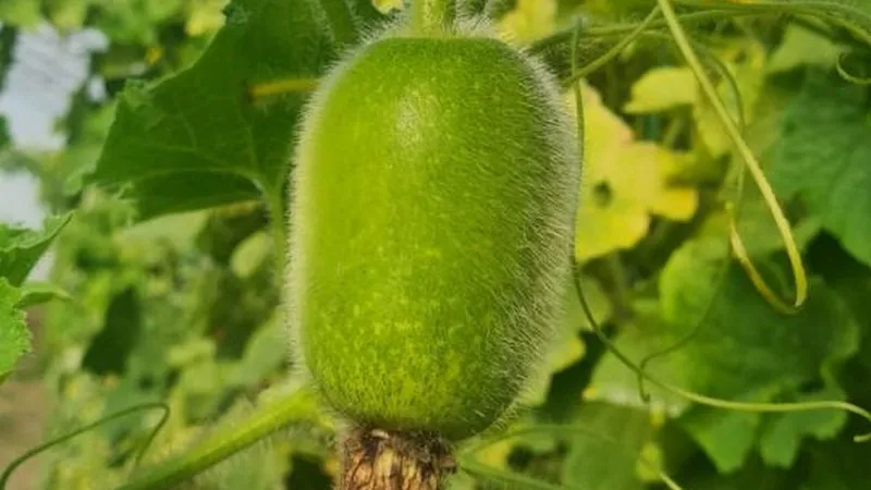 Cercetători români cu „patentat” cel mai mic pepene din lume și au aclimatizat pepenele de iarnă - Foto: agerpres.ro