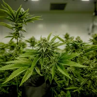 Un primar din New York vrea să finanțeze venitul minim garantat prin impozitarea marijuanei/FOTO: Pixabay