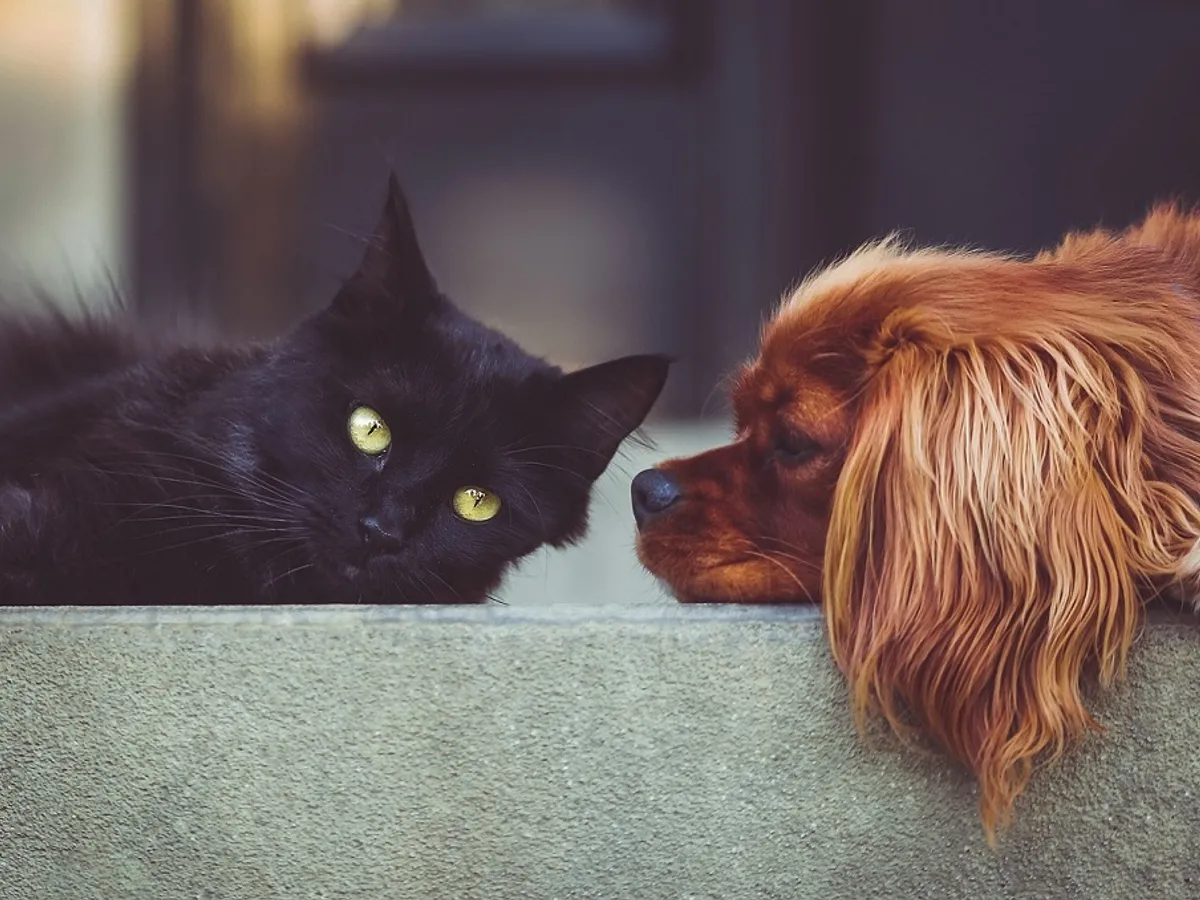 Animale de companie Foto: Pixabay.com (Imagine cu rol ilustrativ)