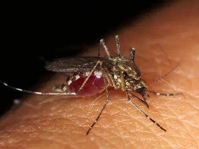 Virusul West Nile este transmis de țânțarul- tigru- FOTO: Facebook