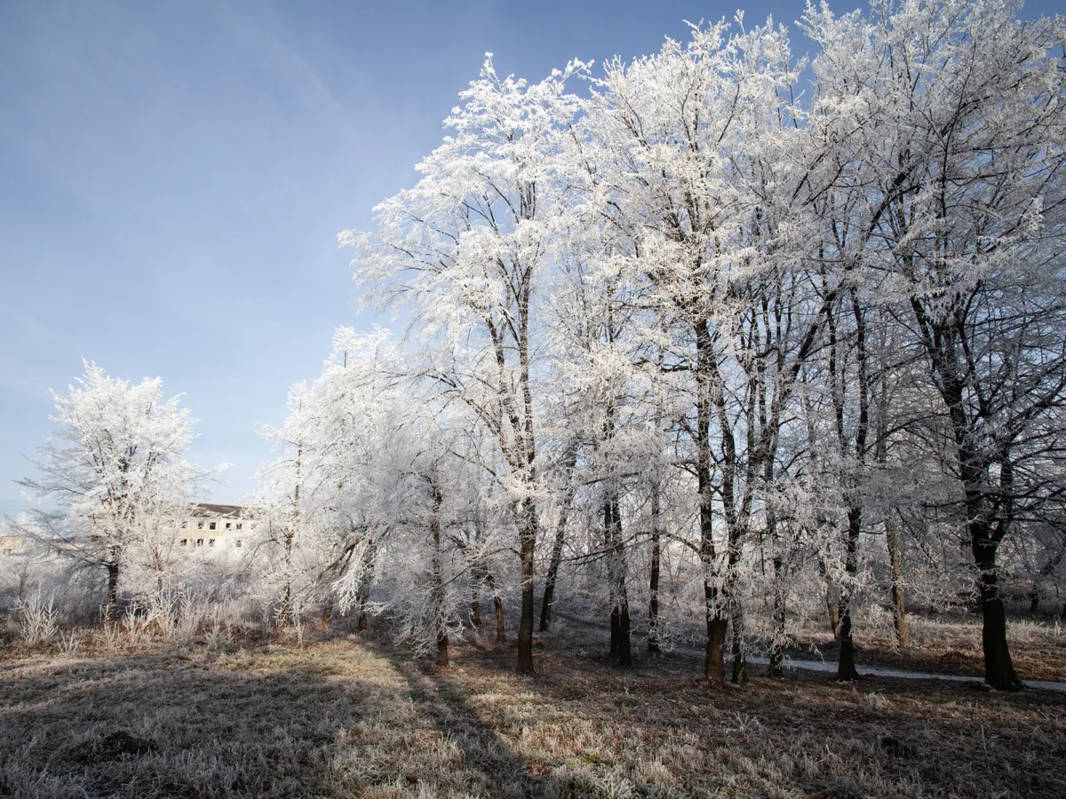 Pomi în primăvară - Foto: Freepik