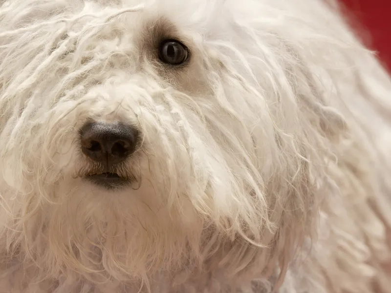 Poți plimba câinii de la padoc fără să îi iei acasă. Animalele pot fi luate pe bază de buletin Foto: Profimedia (fotografie cu caracter ilustrativ)