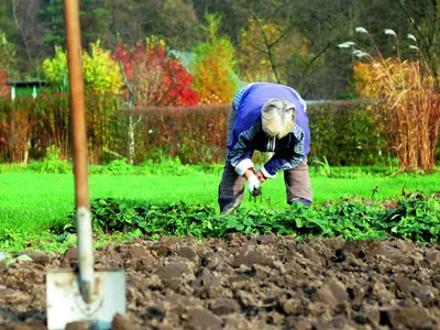 Leguma a cărei semințe te scapă de riduri și de căderea părului. O ai acum în grădină - Foto: Agromedia / imagine cu rol ilustrativ