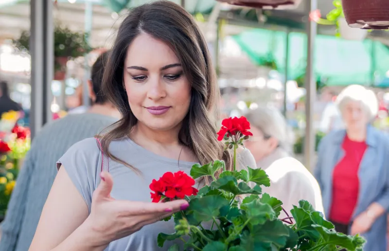 Mușcate - Foto: Magnific.com (Imagine cu rol ilustrativ)