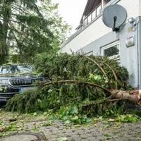 Copac căzut peste mașină - Foto: Profimedia Images (rol ilustrativ)