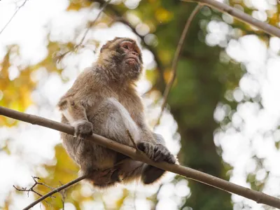 Macac - Foto: Profimedia Images (rol ilustrativ)