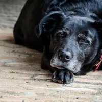 Emoționant! Povestea unei cățelușe cu 6 picioare care a fost abandonată în fața unui magazin - Foto: Zooplus / imagine cu caracter ilustrativ