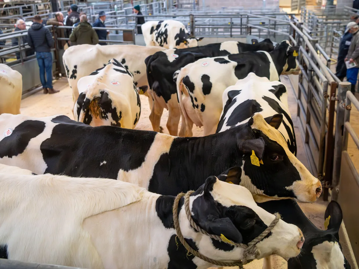 Vaci - Foto: Profimedia Images (Imagine cu rol ilustrativ)