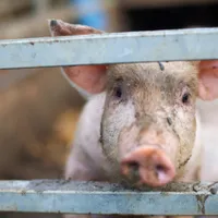 Pesta porcină lovește grav industria cărnii de porc la granița României. Virusul rezistă și înghețat - Foto: Profimedia images