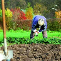 Leguma a cărei semințe te scapă de riduri și de căderea părului. O ai acum în grădină - Foto: Agromedia / imagine cu rol ilustrativ