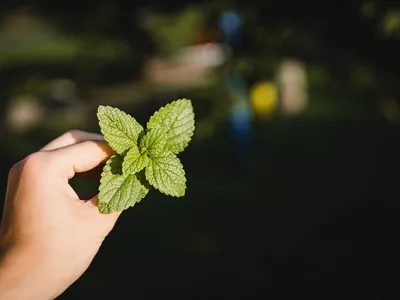 Ce înseamnă a freca menta Foto: Pixabay.com (imagine cu rol ilustrativ)