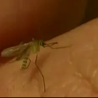 Bărbat mort după ce a fost înțepat de un țânțar. A luat virusul West Nile  - Foto: Arhiva / imagine cu rol ilustrativ