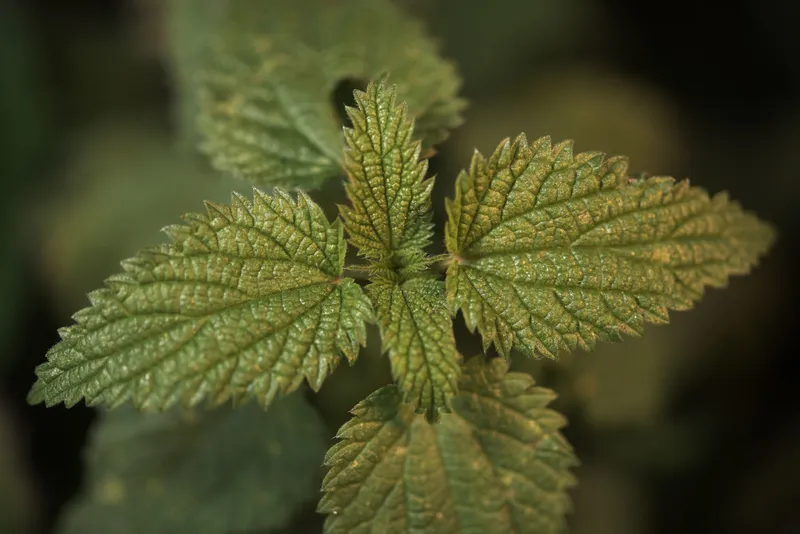 Urzică - Foto: Freepik (Imagine cu rol ilustrativ)