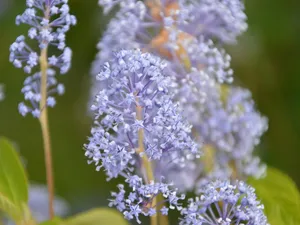 Ce este iarba fiarelor, planta care ar deschide lacăte și încuietori - Foto: Pixabay (cu rol ilustrativ)