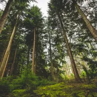 Foto: DSD/Pexels