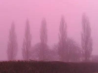 Ceață roz Foto: Profimedia