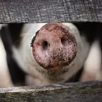 Focar de pestă porcină africană descoperit în România. A fost instituită o zonă de protecție pe 3 km - Foto: Observator / imagine rol ilustrativ